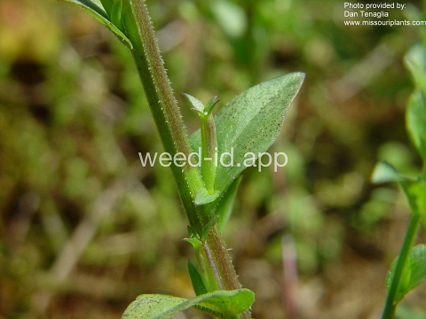 venuslookingglass, common